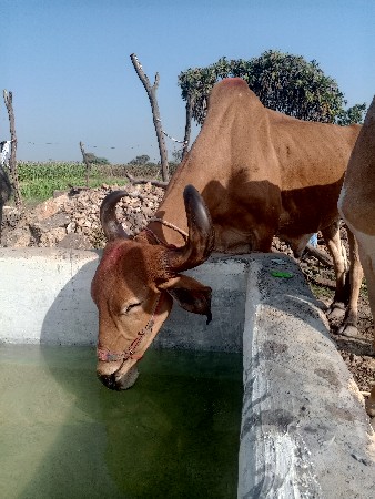 4ધર ના બળધ દેવાના શે