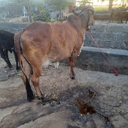 ગાય વેશવાનિ સે