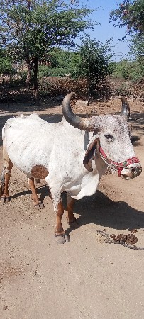 B D makvana 9726218818