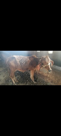 વાછડી દેવાની છે