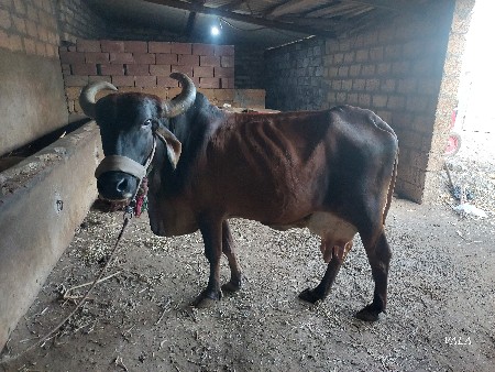 ગા વેચવાની છે