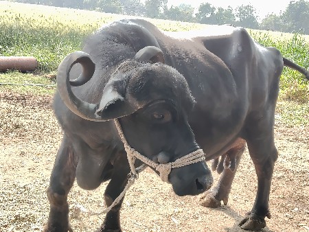 ૧૦ થી ૧૨ દિવસની કાચી ભેસ ત્રીજુ વે