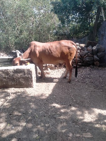 થંબનેલ 2