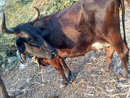 थंबनेल 3