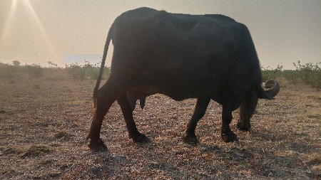 थंबनेल 2