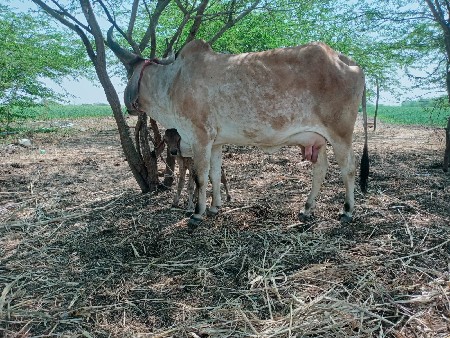 थंबनेल 3