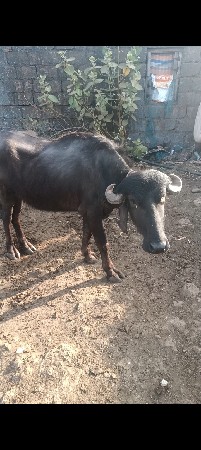 વેસવાની છે