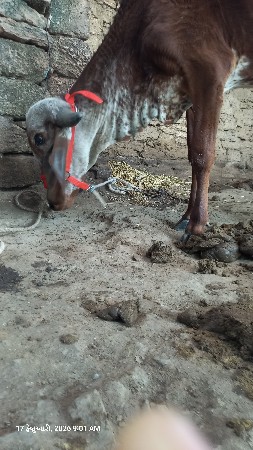 ગીર વાછડી વેચવાની છે