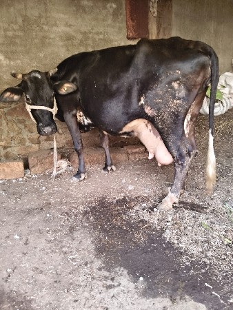 આ ગાય વેચવાની છે