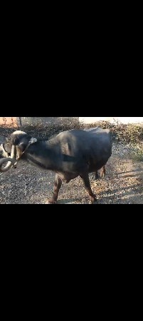 ભેંસ વેચવાની છે