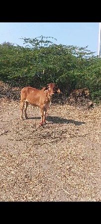 થંબનેલ 3