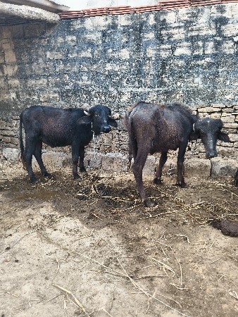 थंबनेल 2