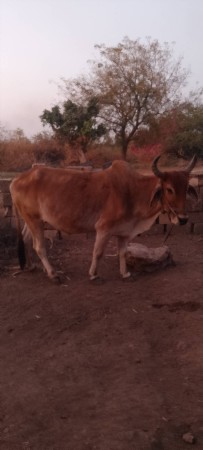 ત્રીજી ધર નો છે