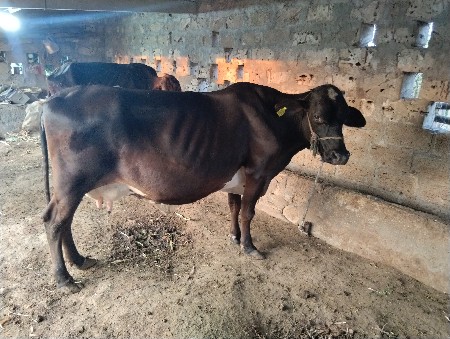 थंबनेल 3