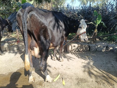 થંબનેલ 5