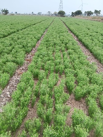 જમીન જાહેરાત કરી આપશું