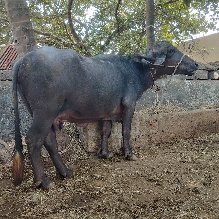 ખળેલી વૅચવાની છૅ