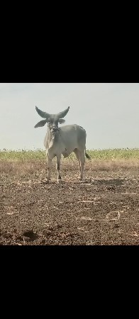 ગોઢલોવેચવાનો