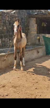 थंबनेल 2