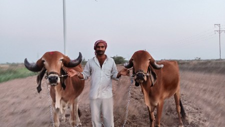 ગોધલા ની જોડ વેચવાની છે.