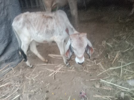 વાચડી વેચવાની છેકોપનેપારવાજોતી