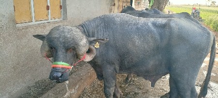 ટોપલ જાફરાબાદી પાડો