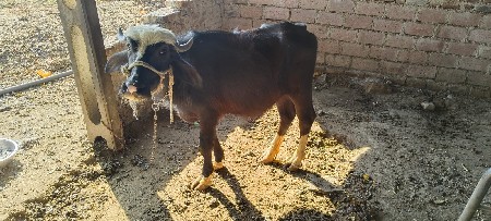 थंबनेल 2