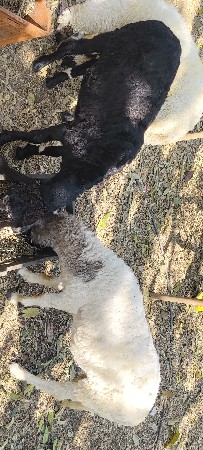 ઘેટાં વેચવા પાંચ .એક ની કીમત 11000