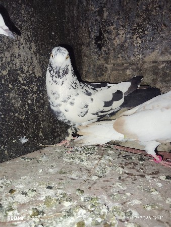 થંબનેલ 3