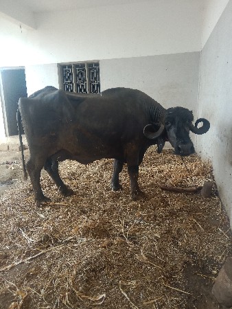 ભેંસ વેચવાની છે