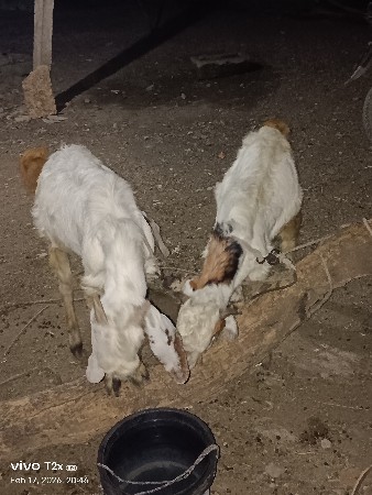 थंबनेल 3