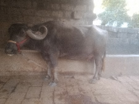 थंबनेल 3