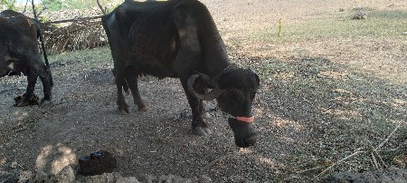 ભેંસ આઠમો મયનો