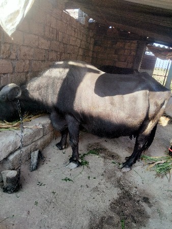 थंबनेल 3