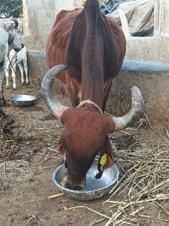 थंबनेल 3