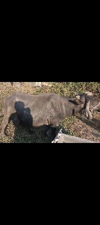 थंबनेल 2