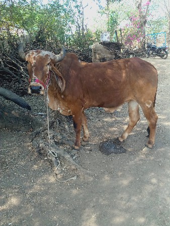 थंबनेल 2