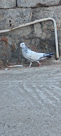 આ ચોટીયારો નર વેચવાનો છે