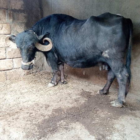 थंबनेल 3