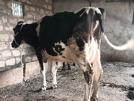 એચ. એફ. ગાય વેચવાની છે