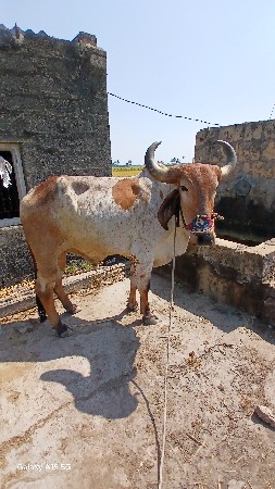 બળદ વેચવાનો છે