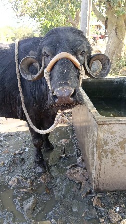 પેલું વેતર...