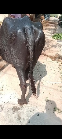 थंबनेल 2