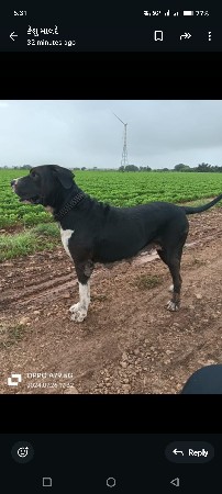 2 મયનાનુ છે મેલ