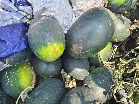 તરબૂશ ની કસરી વેસવાની