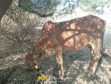 थंबनेल 3