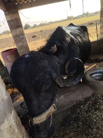 ભેંસ વેચવાની છે