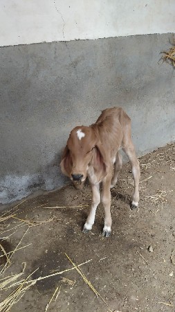 ગાય વેચવાની છે