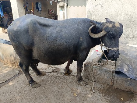 થંબનેલ 3