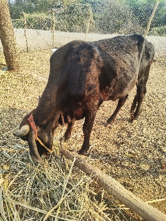 ચાર વર્ષની વાછડી વેચવાની છે